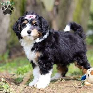 Rosie, Mini Bernedoodle Puppy